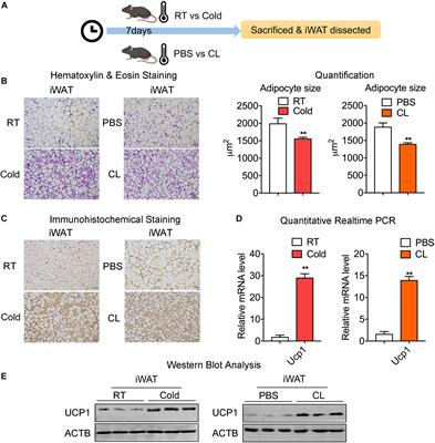 Comparative Transcriptome Profiling of Cold Exposure and β3-AR Agonist CL316,243-Induced Browning of White Fat